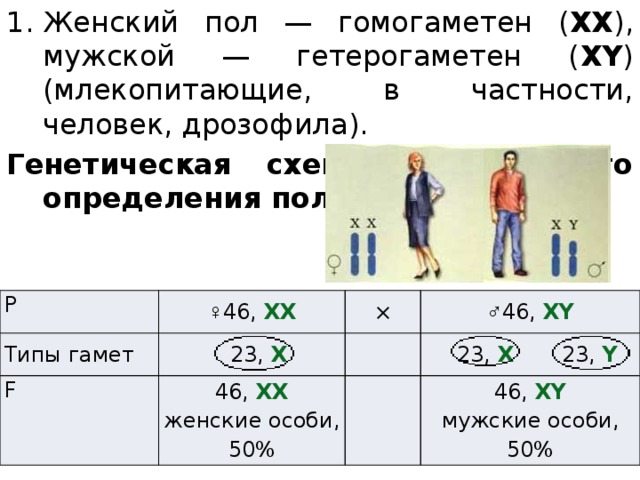 У дрозофилы гомогаметным