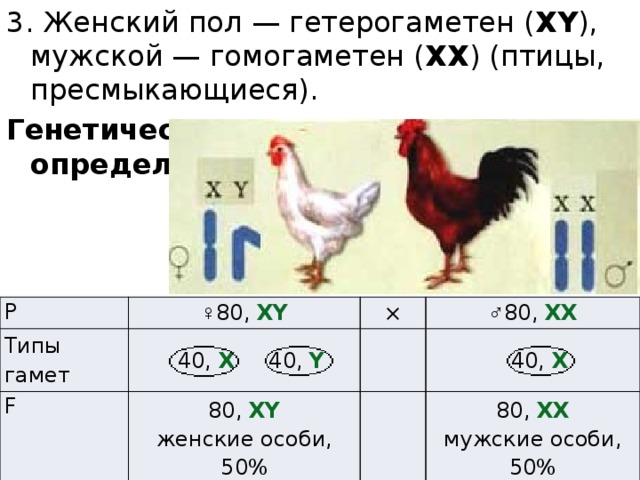 Гетерогаметный пол у кур. Женский набор хромосом e Reh. Генетика пола схема.