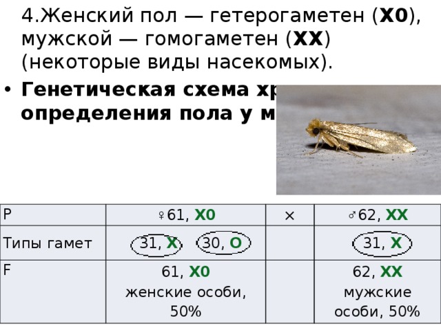 Гетерогаметным полом. Генетическая схема хромосомного определения пола у моли:. Моль генетика пола. Определение пола у насекомых. Мужской пол гетерогаметен.