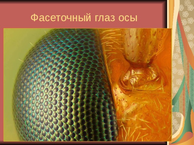 Фасеточный глаз осы 