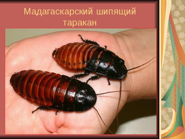 Мадагаскарский шипящий таракан 