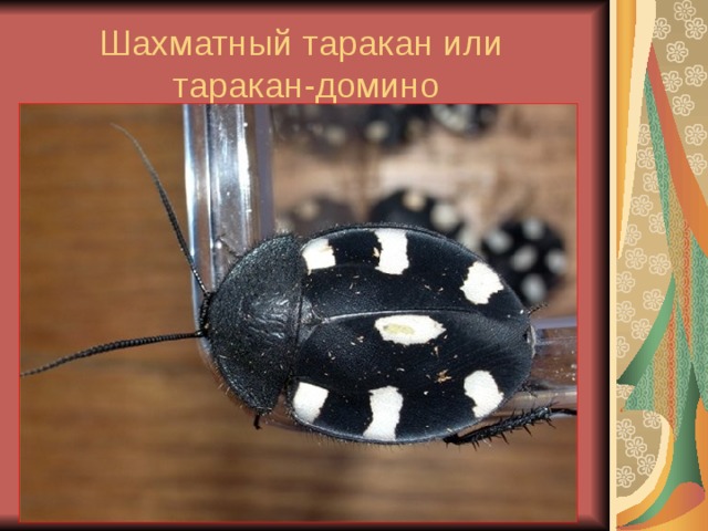 Шахматный таракан или  таракан-домино 