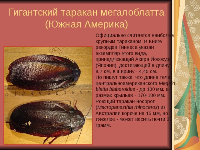 Гигантский таракан мегалоблатта  (Южная Америка) Официально считается наиболее крупным тараканом. В Книге рекордов Гиннеса указан экземпляр этого вида, принадлежащий Акира Йококура (Япония), достигающий в длину 9,7 см, в ширину - 4,45 см.  Но пишут также, что длина тела центральноамериканского  Megaloblatta blaberoides  - до 100 мм, а размах крыльев - 170-180 мм. Роющий таракан-носорог ( Macropanesthia rhinoceros ) из Австралии короче на 15 мм, но тяжелее - может весить почти 35 грамм. 