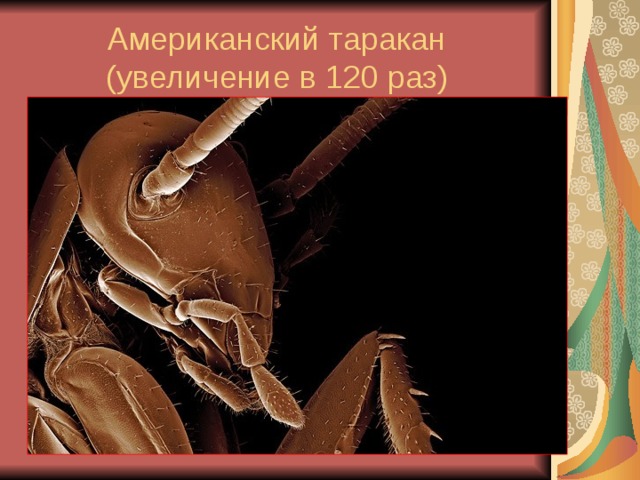 Американский таракан (увеличение в 120 раз) 