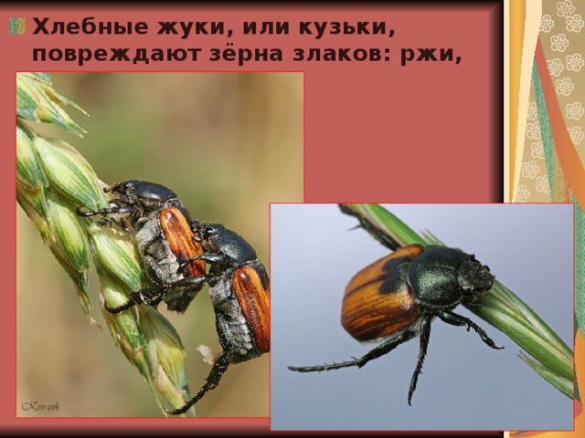 Хлебные жуки, или кузьки, повреждают зёрна злаков: ржи, ячменя, пшеницы.  