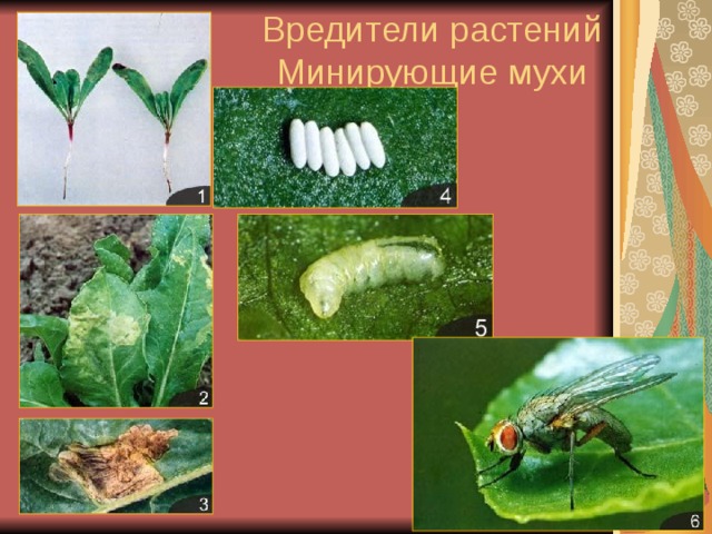 Вредители растений  Минирующие мухи 