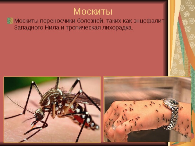 Москиты Москиты переносчики болезней, таких как энцефалит Западного Нила и тропическая лихорадка.   