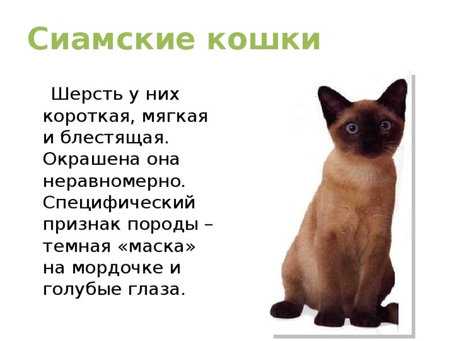 Кошка класс. Рассказ о сиамской кошке. Проект сиамские кошки. Сиамская кошка и дети.