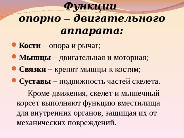 Опорная функция кости