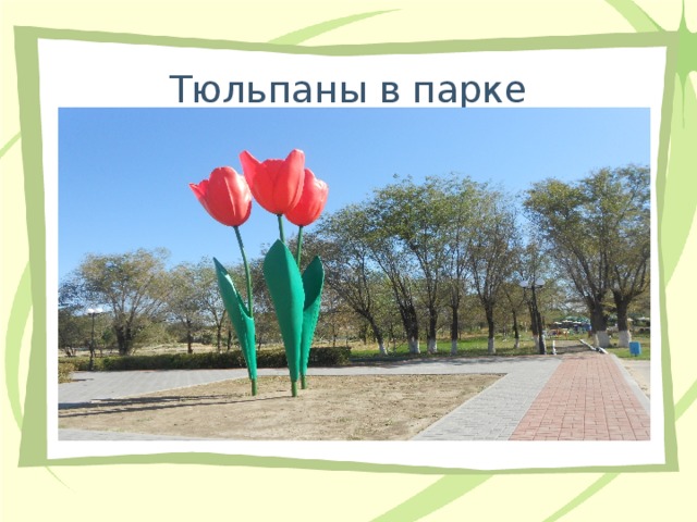 Тюльпаны в парке 