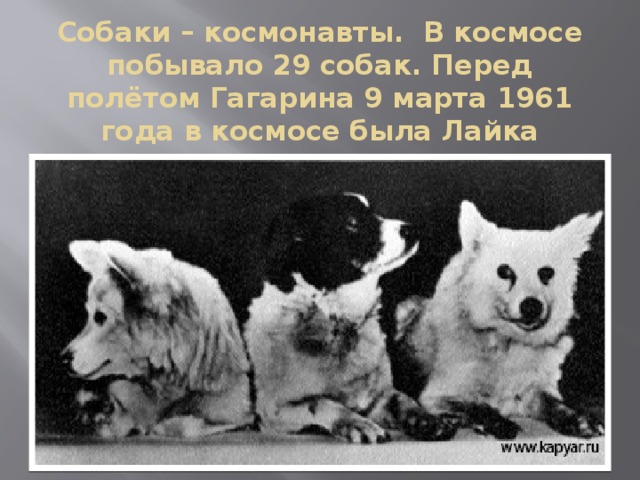 Собаки – космонавты. В космосе побывало 29 собак. Перед полётом Гагарина 9 марта 1961 года в космосе была Лайка 