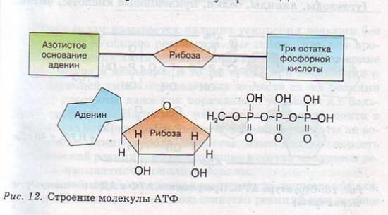 Схема строения какого вещества изображена на рисунке азотистое основание рибоза