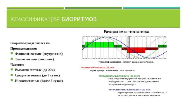 Связь биоритмов человека с выбором профессии проект