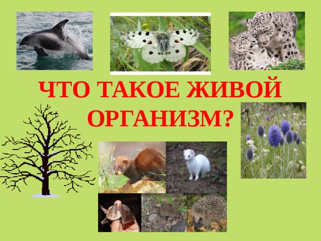  ЧТО ТАКОЕ ЖИВОЙ ОРГАНИЗМ? 