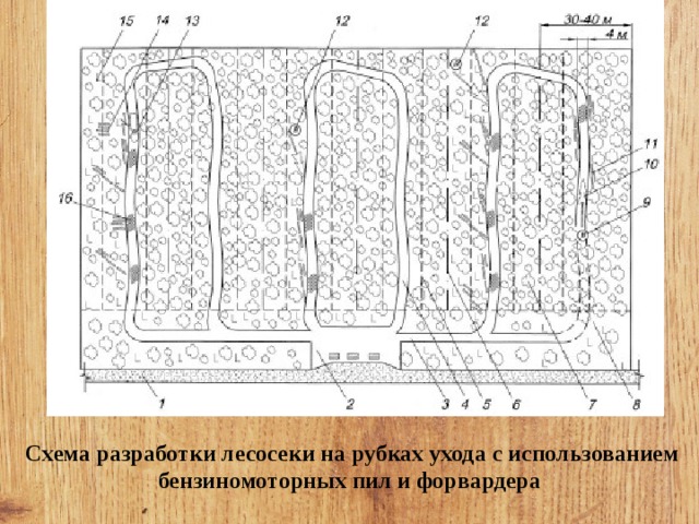 Проект рубок ухода