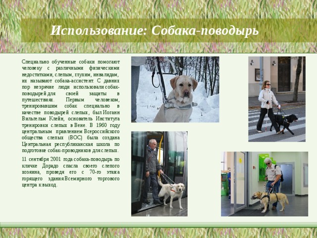 Породы собак поводырей с фотографиями и названиями