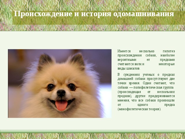 Схема происхождения собак
