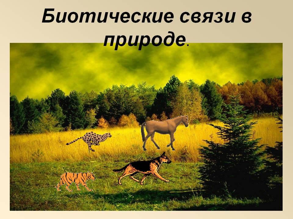 Взаимосвязи в природе. Биотические связи в природе. Биотические взаимоотношения. Биотическое связи в природн. Биотические отношения в природе.