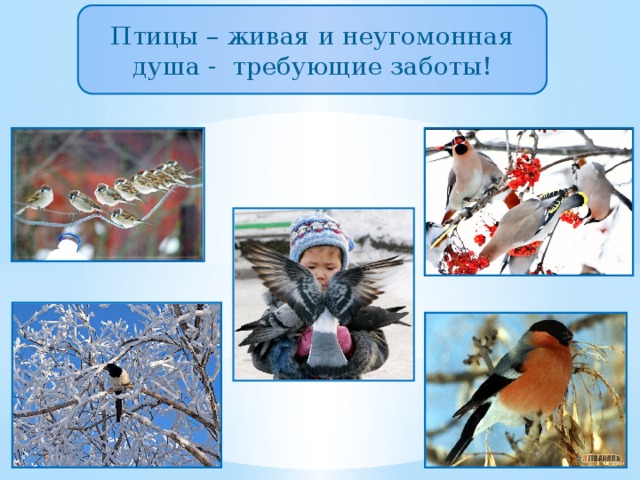 Птицы – живая и неугомонная душа - требующие заботы! 