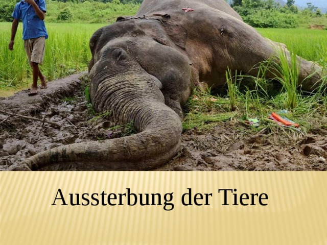 Aussterbung der Tiere 