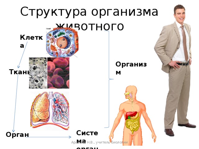 Структура организма животного Клетка  Организм Ткань  Система органов Орган Аравина Н.В., учитель биологии 