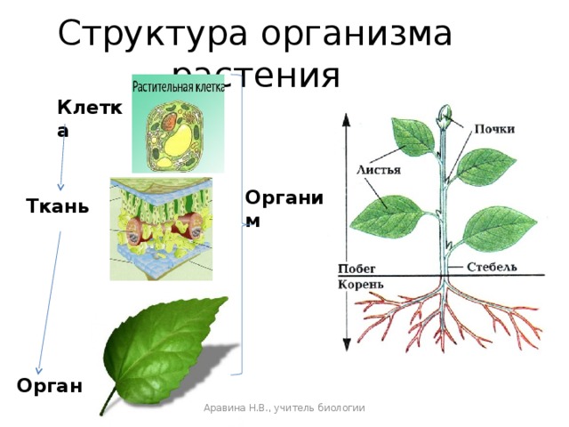 Структура организма растения Клетка  Организм Ткань  Орган Аравина Н.В., учитель биологии 