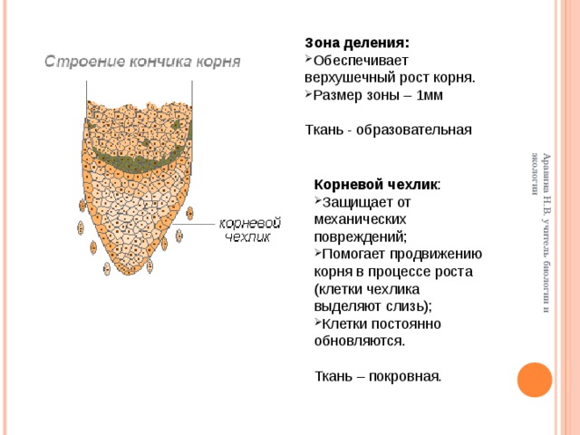 Зона деления какие клетки