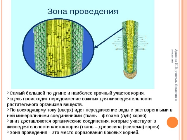 Органические вещества передвигаются по