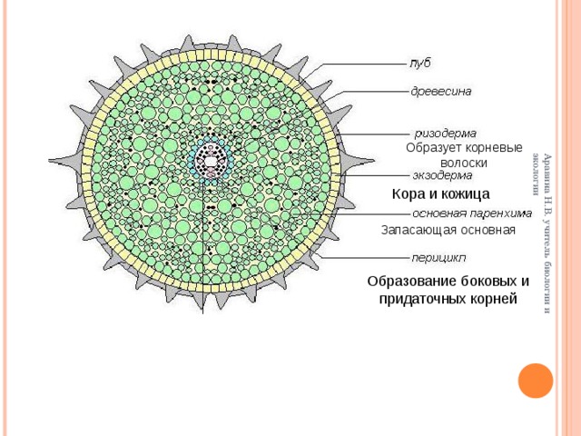 Растительная ткань образующая корневые волоски