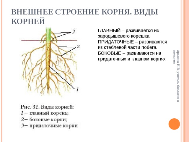 Внешними корень. Строение корня боковые придаточные. Корневые побеги, части корня. Боковые корни 2 – главный корень 3 – придаточные корни.