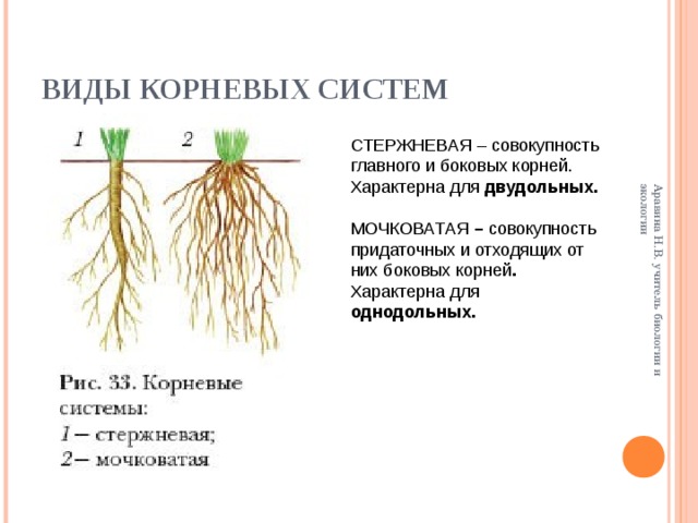Особенности стержневой корневой. Мочковатая корневая система это в биологии 6 класс. Таблица биология мочковатая корневые системы. Строение стержневой и мочковатой корневых систем. Стержневая и мочковатая корневая система.