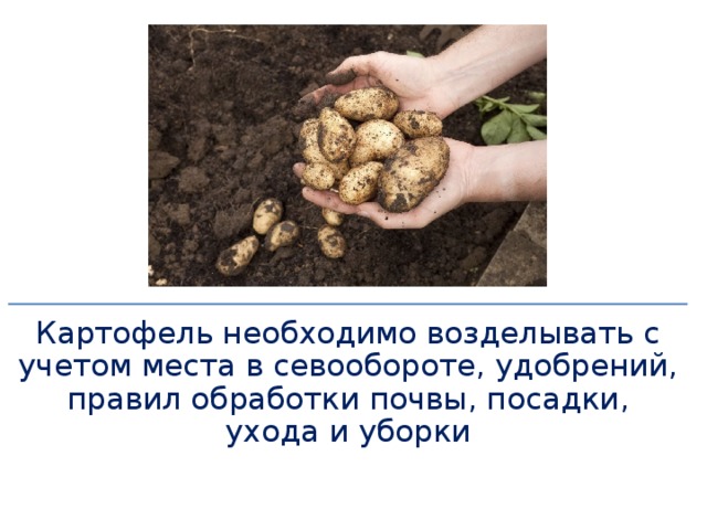 Картофель необходимо возделывать с учетом места в севообороте, удобрений, правил обработки почвы, посадки, ухода и уборки 