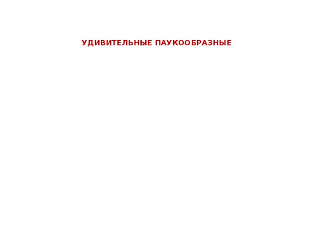    УДИВИТЕЛЬНЫЕ ПАУКООБРАЗНЫЕ 