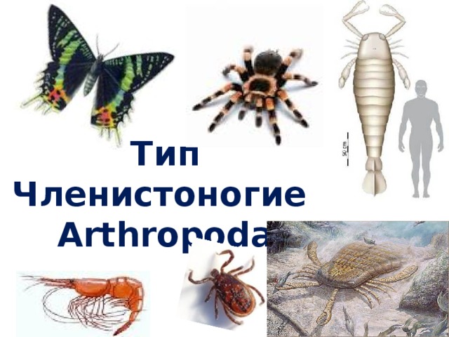 Тип Членистоногие  Arthropoda  