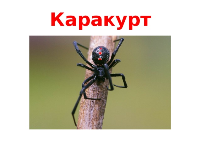 Каракурт 