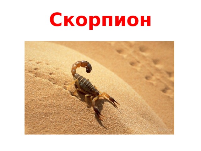 Скорпион 