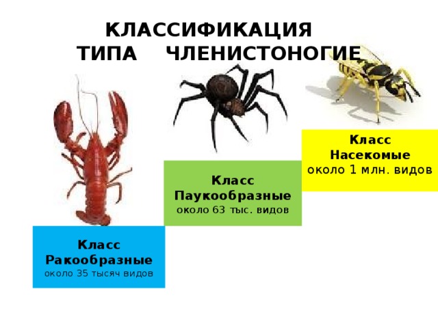КЛАССИФИКАЦИЯ  ТИПА ЧЛЕНИСТОНОГИЕ Класс Насекомые около 1 млн. видов Класс Паукообразные около 63 тыс. видов Класс Ракообразные около 35 тысяч видов 