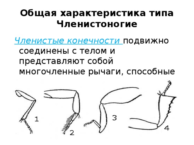 Общая характеристика типа Членистоногие  Членистые конечности  подвижно соединены с телом и представляют собой многочленные рычаги, способные к сложным движениям. 