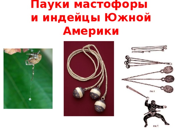 Пауки мастофоры  и индейцы Южной Америки 