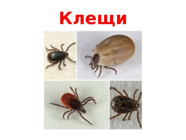 Клещи 