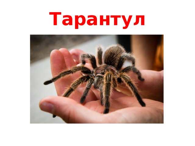 Тарантул 