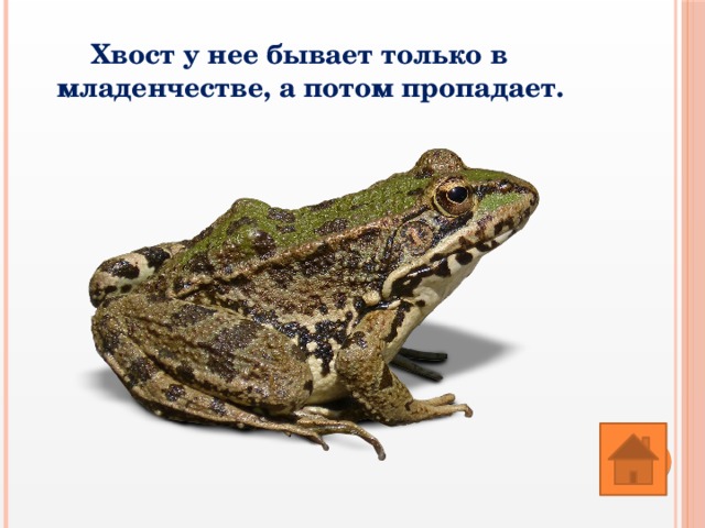 Хвост у нее бывает только в младенчестве, а потом пропадает. 