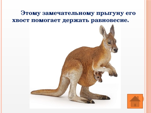 Этому замечательному прыгуну его хвост помогает держать равновесие. 