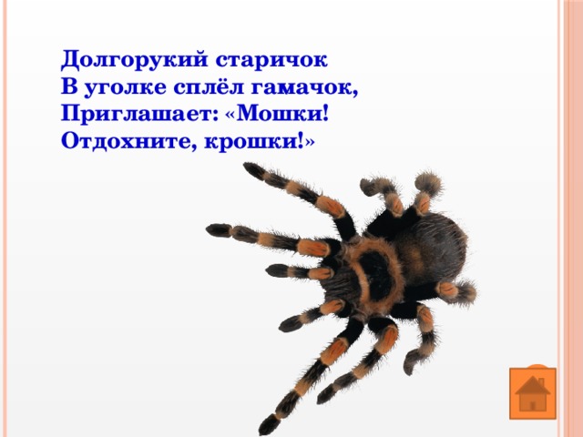 Долгорукий старичок  В уголке сплёл гамачок,  Приглашает: «Мошки!  Отдохните, крошки!» 