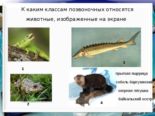 Презентация многообразие млекопитающих биология 7 класс