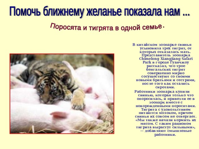 В китайском зоопарке свинья усыновила трех тигрят, от которых отказалась мать. Представитель зоопарка Chimelong Xiangjiang Safari Park в городе Гуанчжоу рассказал, что трое бенгальских тигрят совершенно мирно сосуществуют со своими новыми братьями и сестрами, после того как остались сиротами. Работники зоопарка купили свинью, которая только что опоросилась, и привезли ее в зоопарк вместе с новорожденными поросятами. Тигрята с удовольствием питаются молоком, причем свинья их совсем не отвергает. «Мы также начали кормить их мясом. С таким рационом тигрята вырастут сильными», — добавляют смышленые работники . 