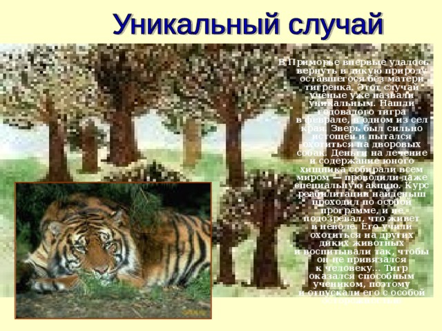 В Приморье впервые удалось вернуть в дикую природу оставшегося без матери тигренка. Этот случай ученые уже назвали уникальным. Нашли годовалого тигра в феврале, в одном из сел края. Зверь был сильно истощен и пытался охотиться на дворовых собак. Деньги на лечение и содержание юного хищника собирали всем миром — проводили даже специальную акцию. Курс реабилитации найденыш проходил по особой программе, и не подозревал, что живет в неволе. Его учили охотиться на других диких животных и воспитывали так, чтобы он не привязался к человеку… Тигр оказался способным учеником, поэтому и отпускали его с особой осторожностью 