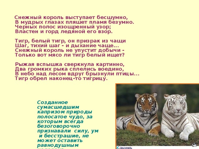  Снежный король выступает бесшумно,  В мудрых глазах пляшет пламя безумно.  Черных полос изощренный узор;  Властен и горд ледяной его взор.   Тигр, белый тигр, он призрак из чащи  Шаг, тихий шаг - и дыхание чаще...  Снежный король не упустит добычи -  Только вот мясо ли тигр белый ищет?   Рыжая вспышка сверкнула картинно,  Два громких рыка сплелись воедино,  В небо над лесом вдруг брызнули птицы...  Тигр обрел наконец-то тигрицу.   Созданное сумасшедшим капризом природы полосатое чудо, за которым всегда безоговорочно признавали силу, ум и бесстрашие, не может оставить равнодушным человека.  