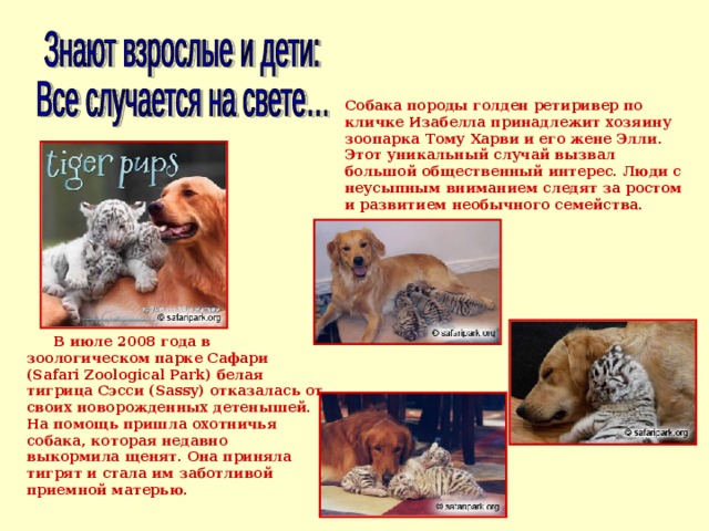 Собака породы голден ретиривер по кличке Изабелла принадлежит хозяину зоопарка Тому Харви и его жене Элли. Этот уникальный случай вызвал большой общественный интерес. Люди с неусыпным вниманием следят за ростом и развитием необычного семейства. В июле 2008 года в зоологическом парке Сафари (Safari Zoological Park) белая тигрица Сэсси (Sassy) отказалась от своих новорожденных детенышей. На помощь пришла охотничья собака, которая недавно выкормила щенят. Она приняла тигрят и стала им заботливой приемной матерью. 