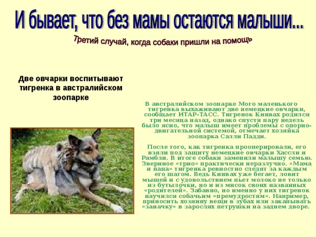 Две овчарки воспитывают тигренка в австралийском зоопарке В австралийском зоопарке Мого маленького тигренка выхаживают две немецкие овчарки, сообщает ИТАР-ТАСС. Тигренок Кинвах родился три месяца назад, однако спустя пару недель было ясно, что малыш имеет проблемы с опорно-двигательной системой, отмечает хозяйка зоопарка Салли Падди.   После того, как тигренка прооперировали, его взяли под защиту немецкие овчарки Хассли и Рамбли. В итоге собаки заменили малышу семью. Звериное «трио» практически неразлучно. «Мама и папа» тигренка ревностно следят за каждым его шагом. Ведь Кинвах уже бегает, ловит мышей и с удовольствием пьет молоко не только из бутылочки, но и из мисок своих названных «родителей». Забавно, но именно у них тигренок научился собачьим «премудростям». Например, приносить хозяину вещи в зубах или закапывать «заначку» в зарослях петрушки на заднем дворе. 